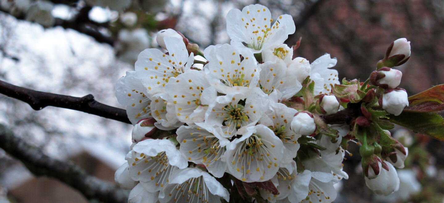 Fleurs de cerisier