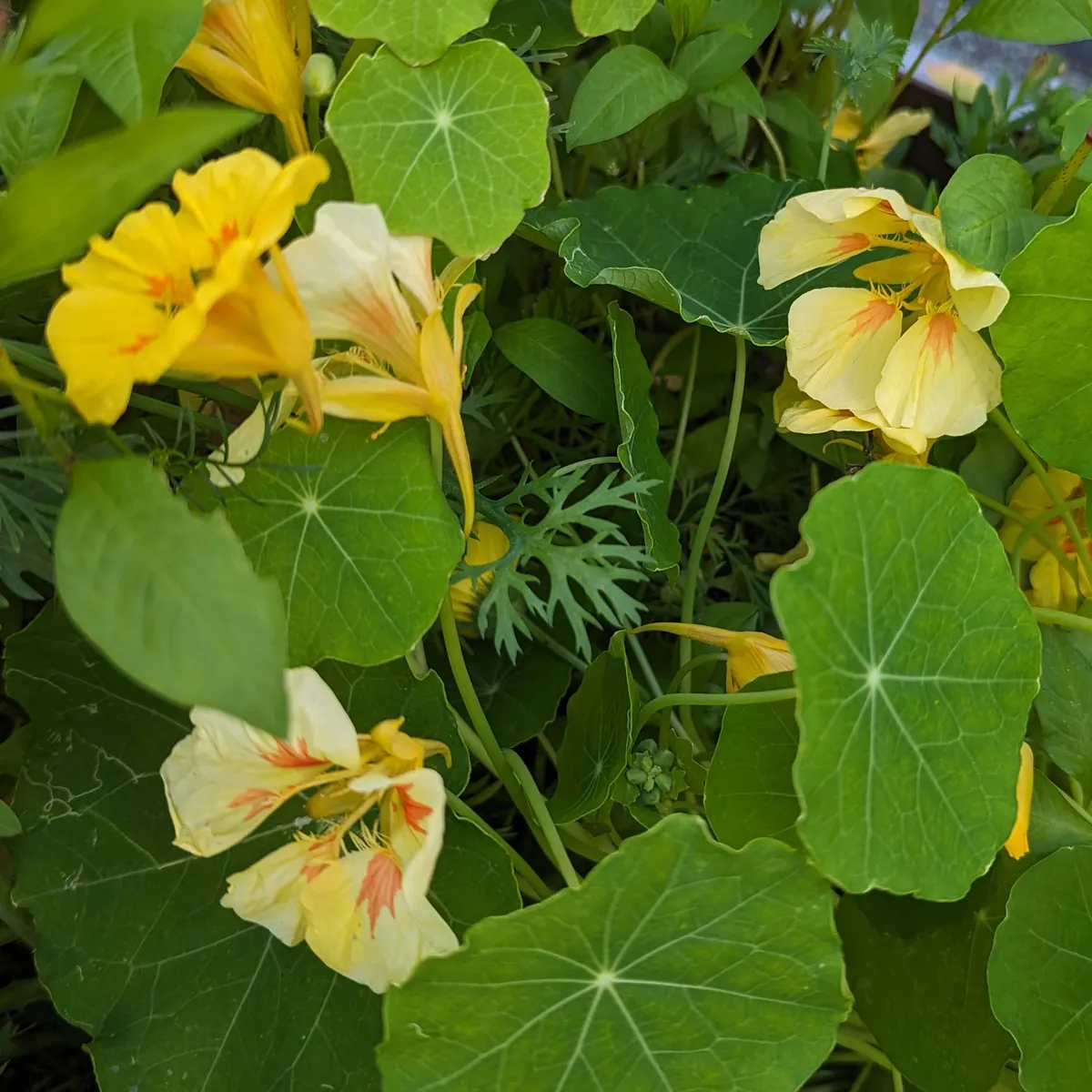 Sommerblumen in Gelb (diverse Arten & Sorten) Saatgutmix