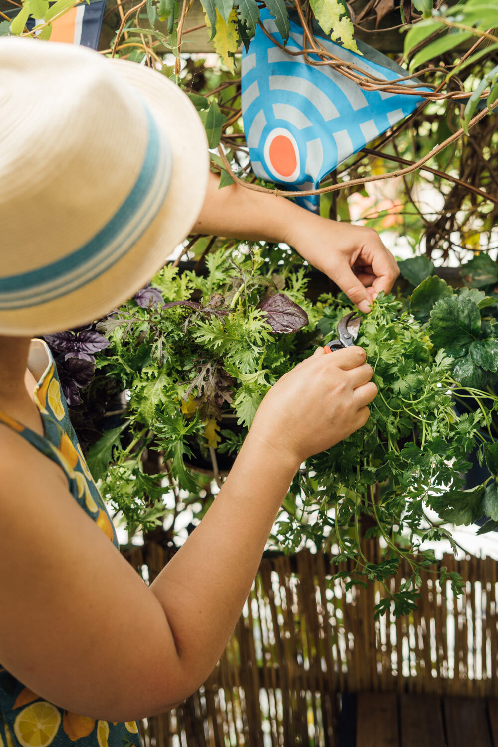 Femme coupant aux ciseaux salade et herbes dans une jardinière sur le balcon