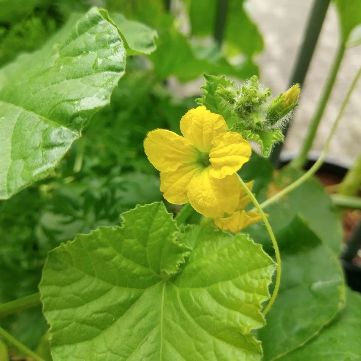 Cantaloupe Zuckermelone 'Charentais' (Cucumis melo) Samen