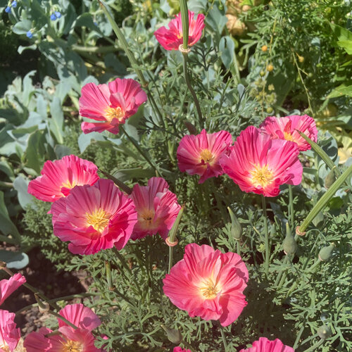 Pavot de Californie (Eschscholzia californica) aux fleurs roses à cœur jaune