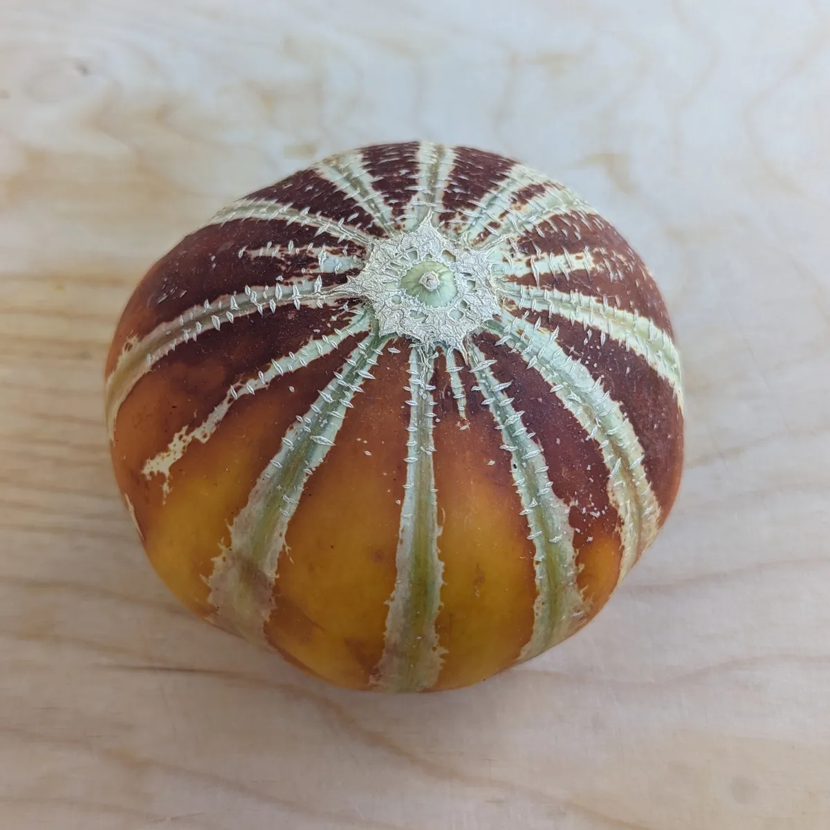 Honigmelone 'Kajari' (Cucumis melo) Samen
