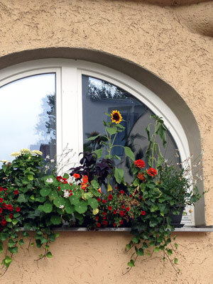 Jardinière fleurie avec tournesol, fleurs rouges et plantes retombantes devant une fenêtre cintrée