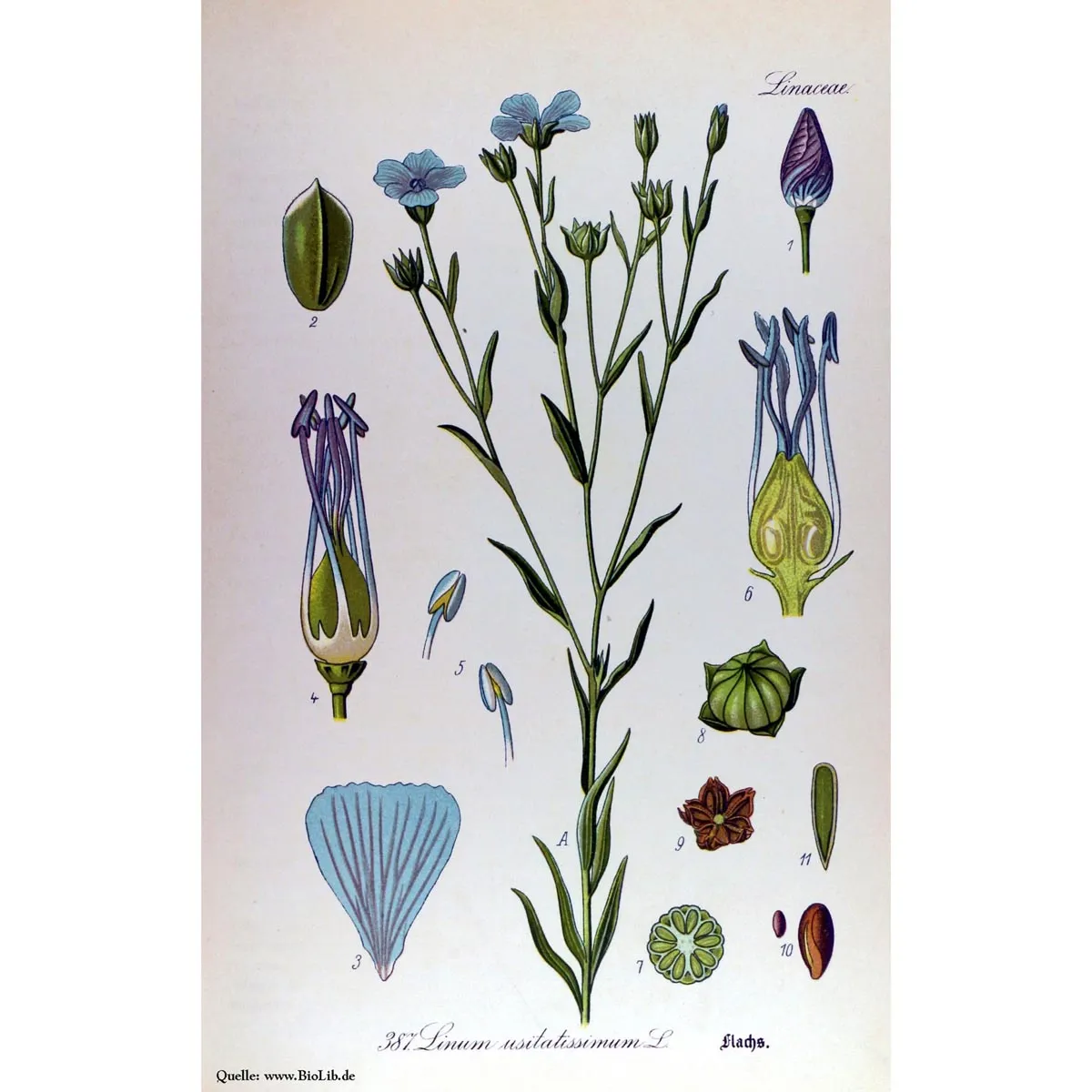 Gemeiner Lein / Flachs (Linum usitatissimum) Bio Saatgut