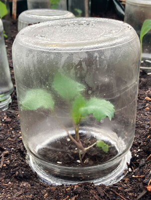 Bocal à conserves retourné servant de mini-serre sur un jeune plant au potager