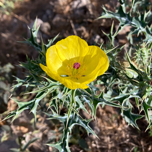 Argémone du Mexique (Argemone mexicana) à fleur jaune et feuilles épineuses