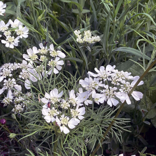 Orlaya à grandes fleurs (Orlaya grandiflora) aux ombelles blanches
