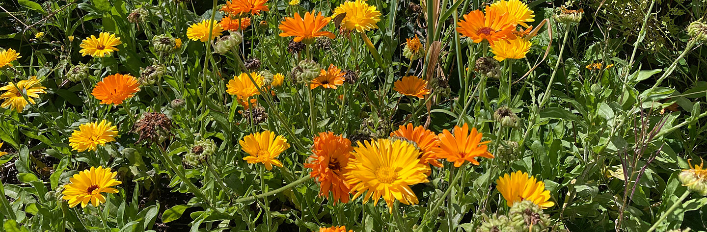 Soucis officinaux