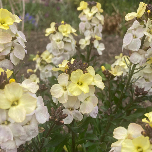 Fleurs jaune pâle à blanc crème de la giroflée des murailles (Erysimum cheiri)
