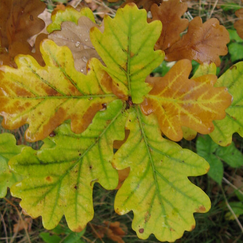 Feuilles de chêne aux couleurs d'automne, vertes, jaunes et brunes
