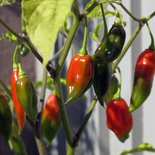Piments verts et rouges en train de mûrir sur la plante