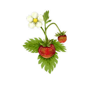 Fruits & fruits à coque