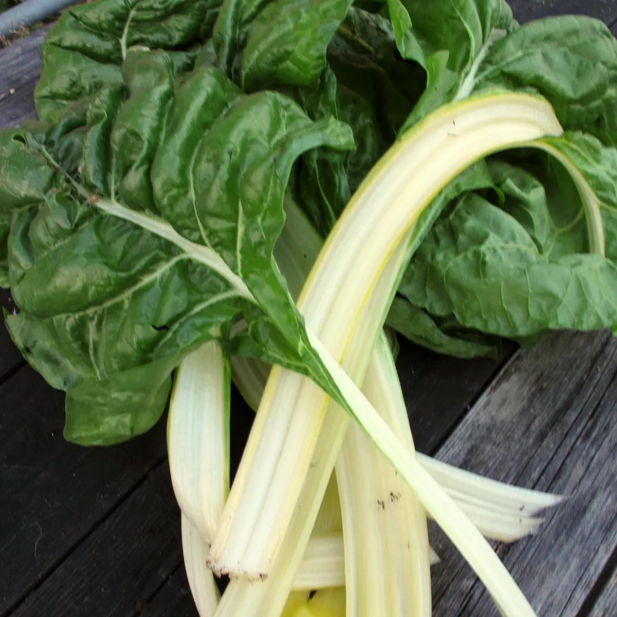 Weißer Mangold 'Glatter Silber' (Beta vulgaris) Bio Saatgut