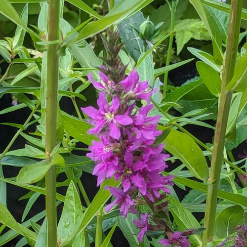 Salicaire commune (Lythrum salicaria) avec un épi de fleurs pourpres