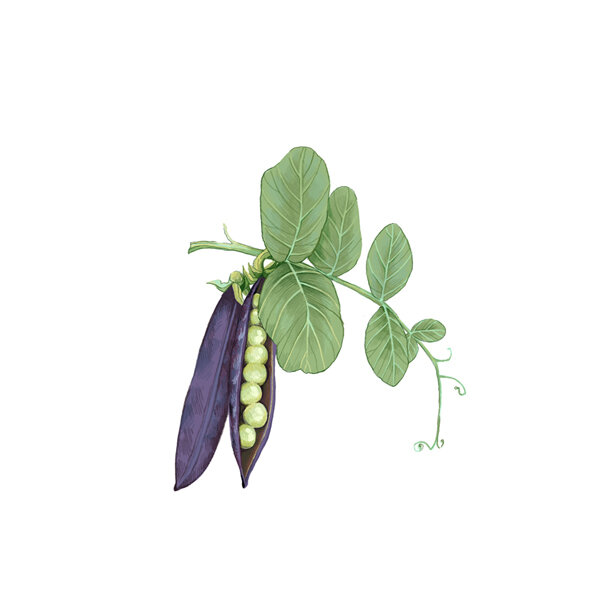 Illustration : pois capucin aux cosses violettes, l'une ouverte sur des petits pois verts