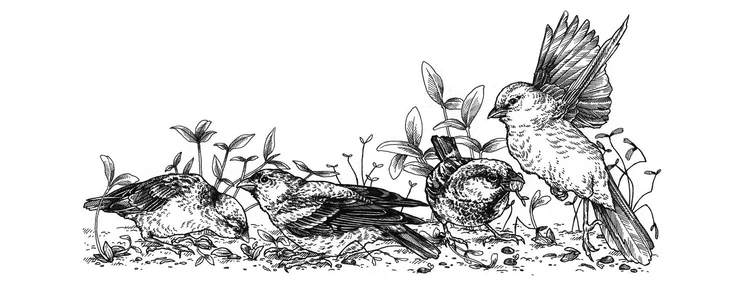Illustration d’oiseaux qui mangent les semis frais