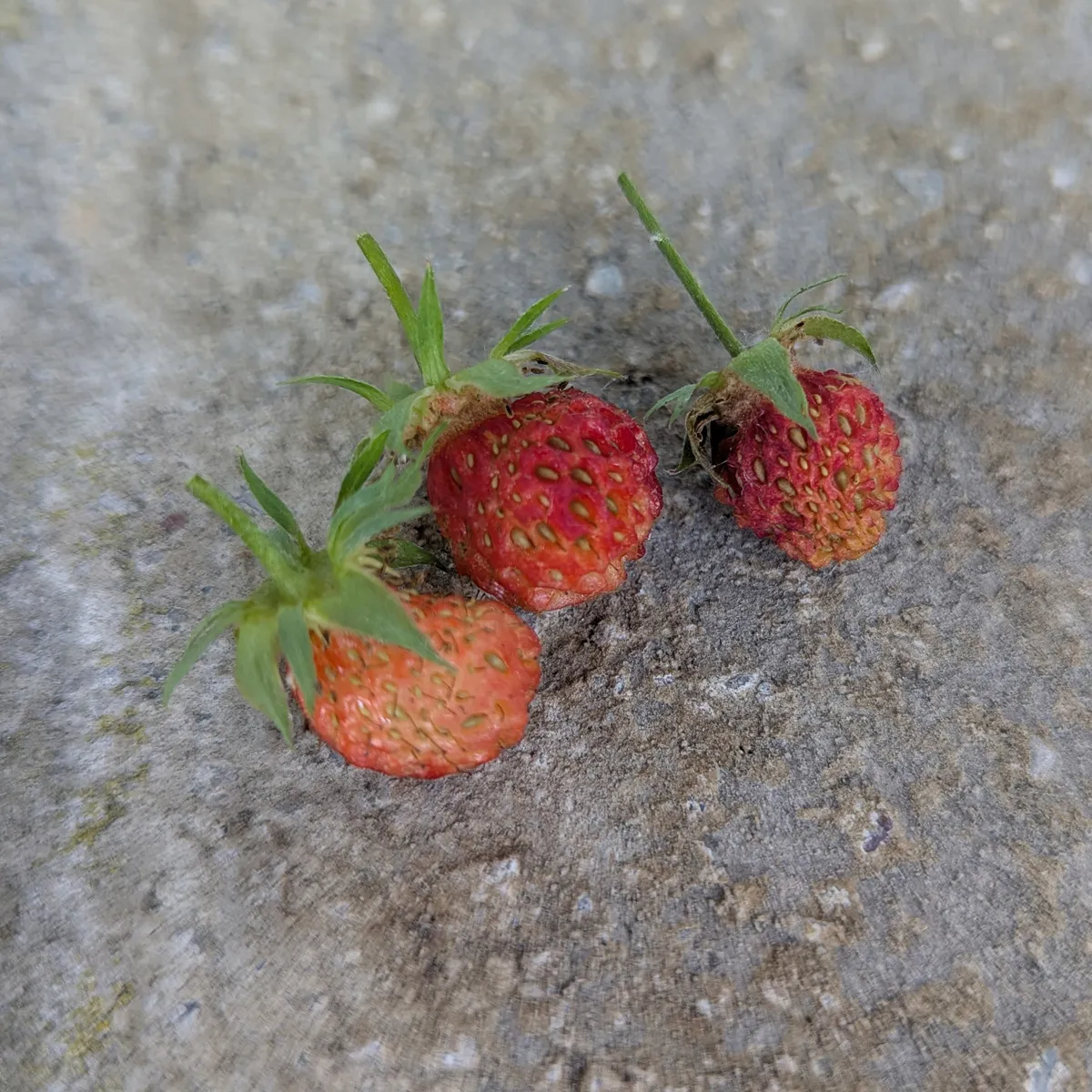 Scharlach-Erdbeere (Fragaria virginiana) Samen
