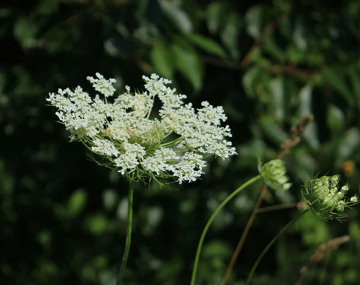 Légumes sauvages