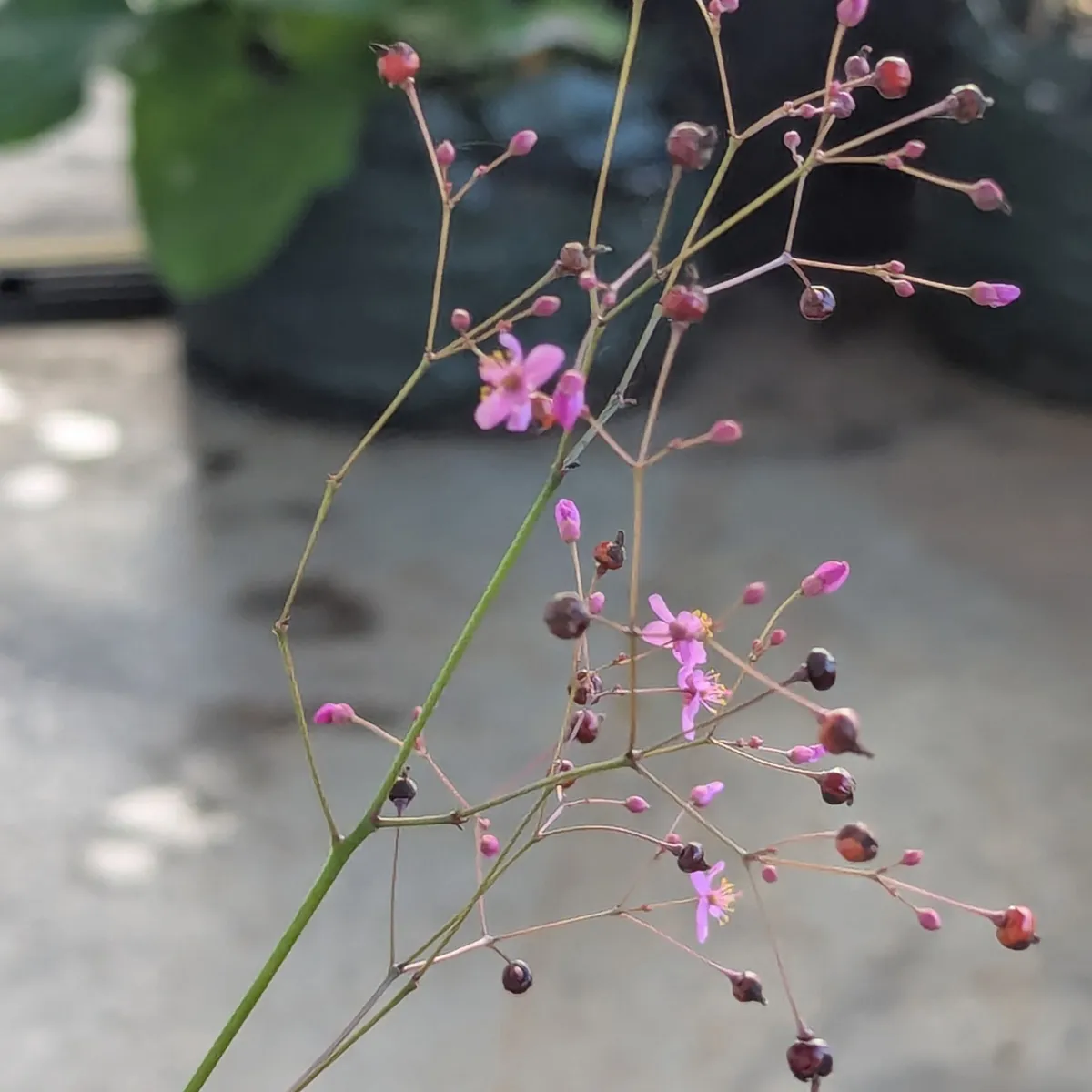 Erd-Ginseng (Talinum paniculatum) Samen