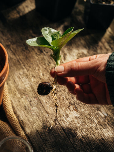 Main tenant une plantule de haricot avec sa graine et ses racines au-dessus d'une table en bois
