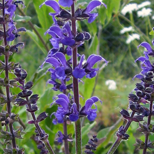 Épis floraux bleu violet de la sauge des bois