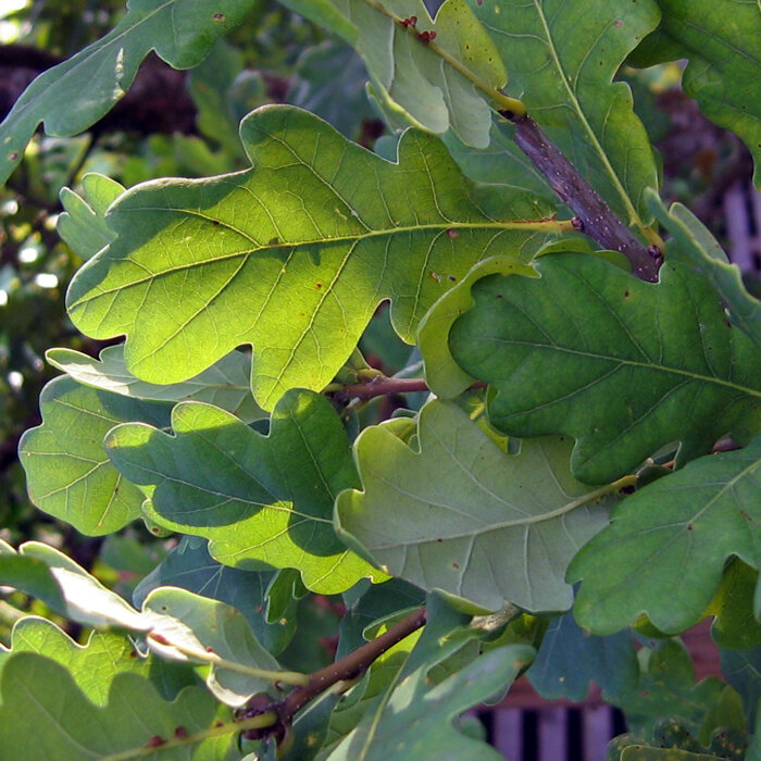 Feuilles de chêne vertes et lobées sur une branche