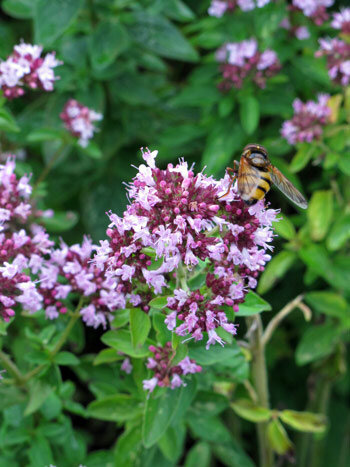 Origan en fleurs aux inflorescences roses butinées par un syrphe