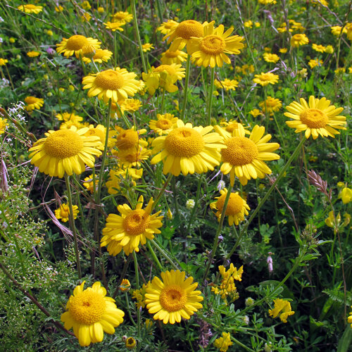 Camomille des teinturiers (Anthemis tinctoria) aux fleurs jaune vif