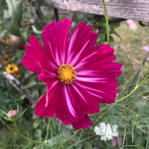 Fleur de cosmos (Cosmos bipinnatus) magenta à cœur jaune