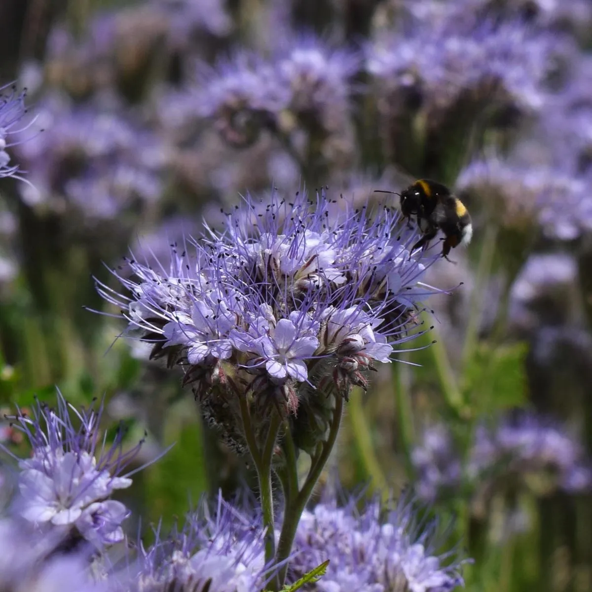 Insektenfreundliche Bio -Blüh-Mischung (10 g passend für ca. 5 m² Fläche)