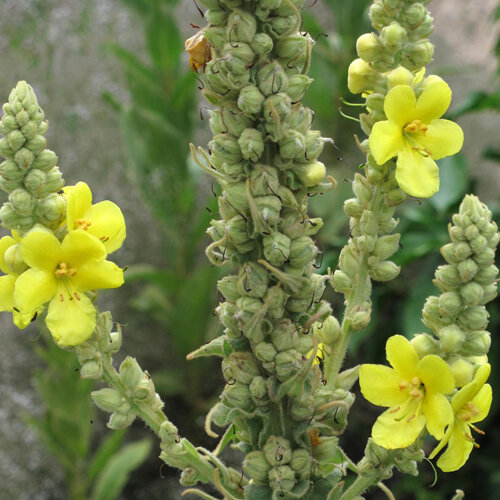 Molène aux fleurs jaunes sur de hautes hampes couvertes de boutons