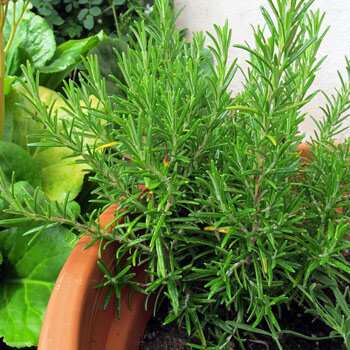 Romarin (Rosmarinus officinalis) en pot de terre cuite sur le balcon