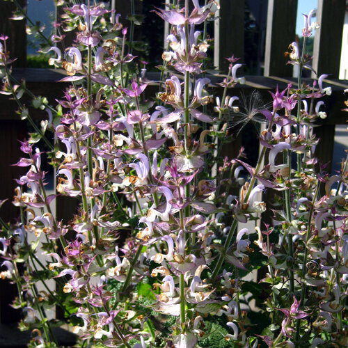 Sauge sclarée (Salvia sclarea) en fleur, épis roses et blancs