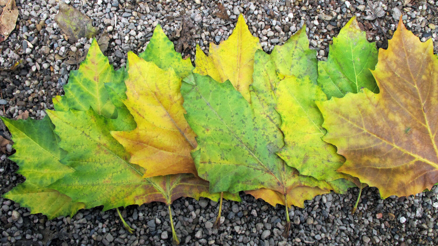 Feuilles d'automne colorées, vertes, jaunes et brunes, alignées sur du gravier