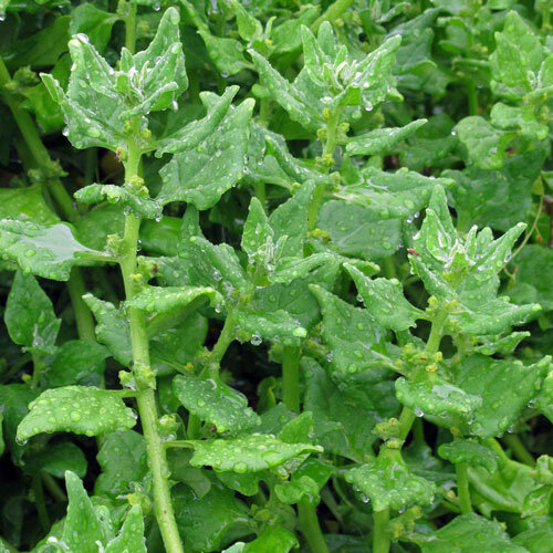 Tétragone cornue aux feuilles charnues triangulaires couvertes de gouttes de pluie