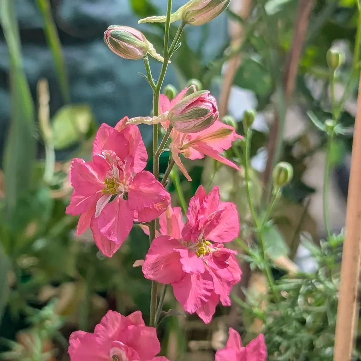 Lachsrosa Feldrittersporn 'Salmon Beauty' (Consolida ajacis) Samen