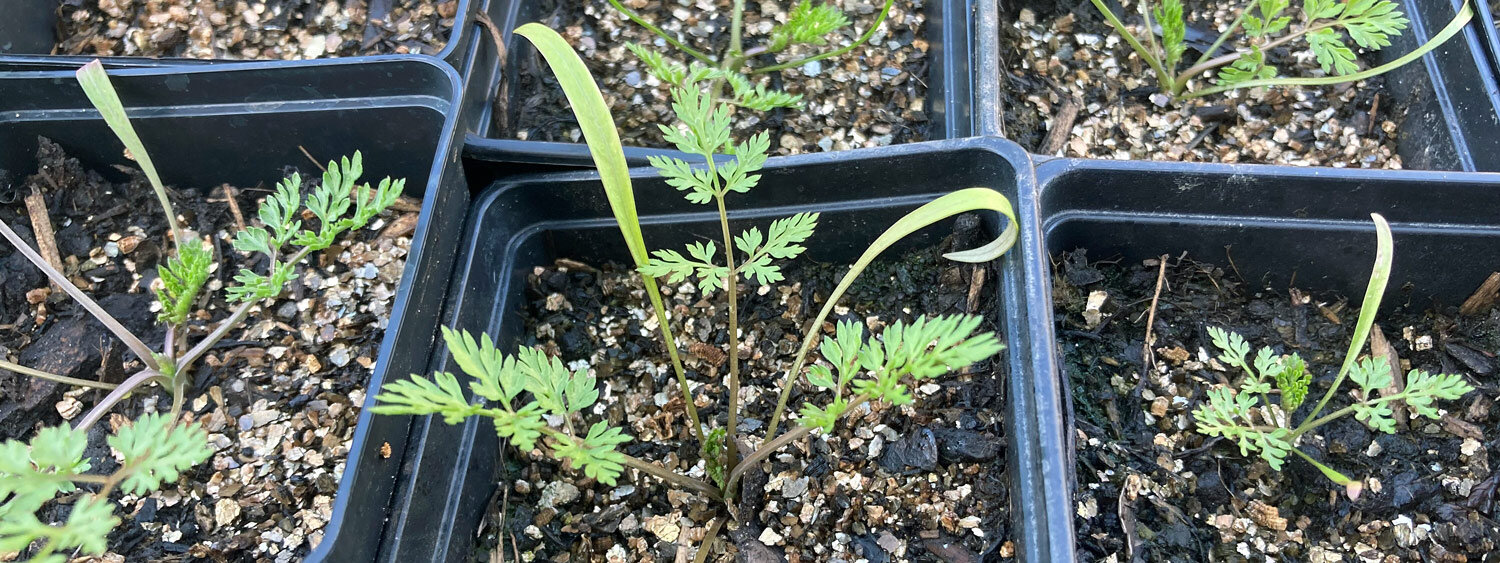 Jeunes plants aux feuilles finement découpées dans des godets noirs, semés en intérieur