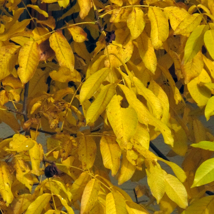 Feuillage de noyer jauni en automne