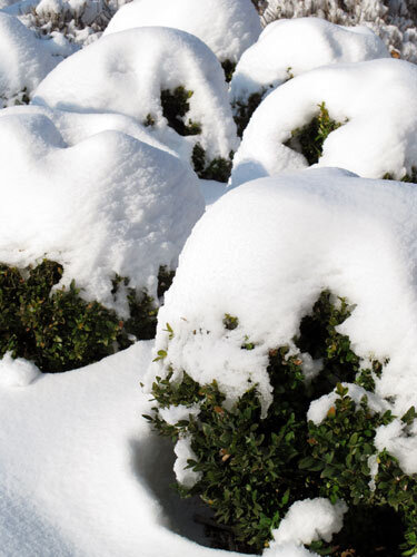 Arbustes persistants taillés en boule sous une épaisse couche de neige