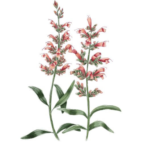 Variétés d'agastache