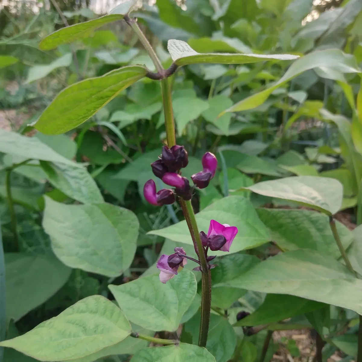 Violette Buschbohne 'Royal Burgundy' (Phaseolus vulgaris) Samen
