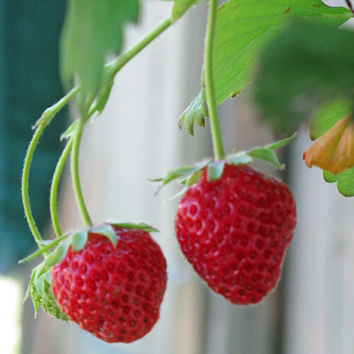 Fraisier des quatre saisons avec deux fruits rouges mûrs