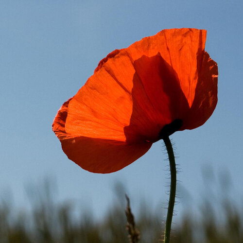 Coquelicot (Papaver rhoeas), fleur rouge sur fond de ciel bleu