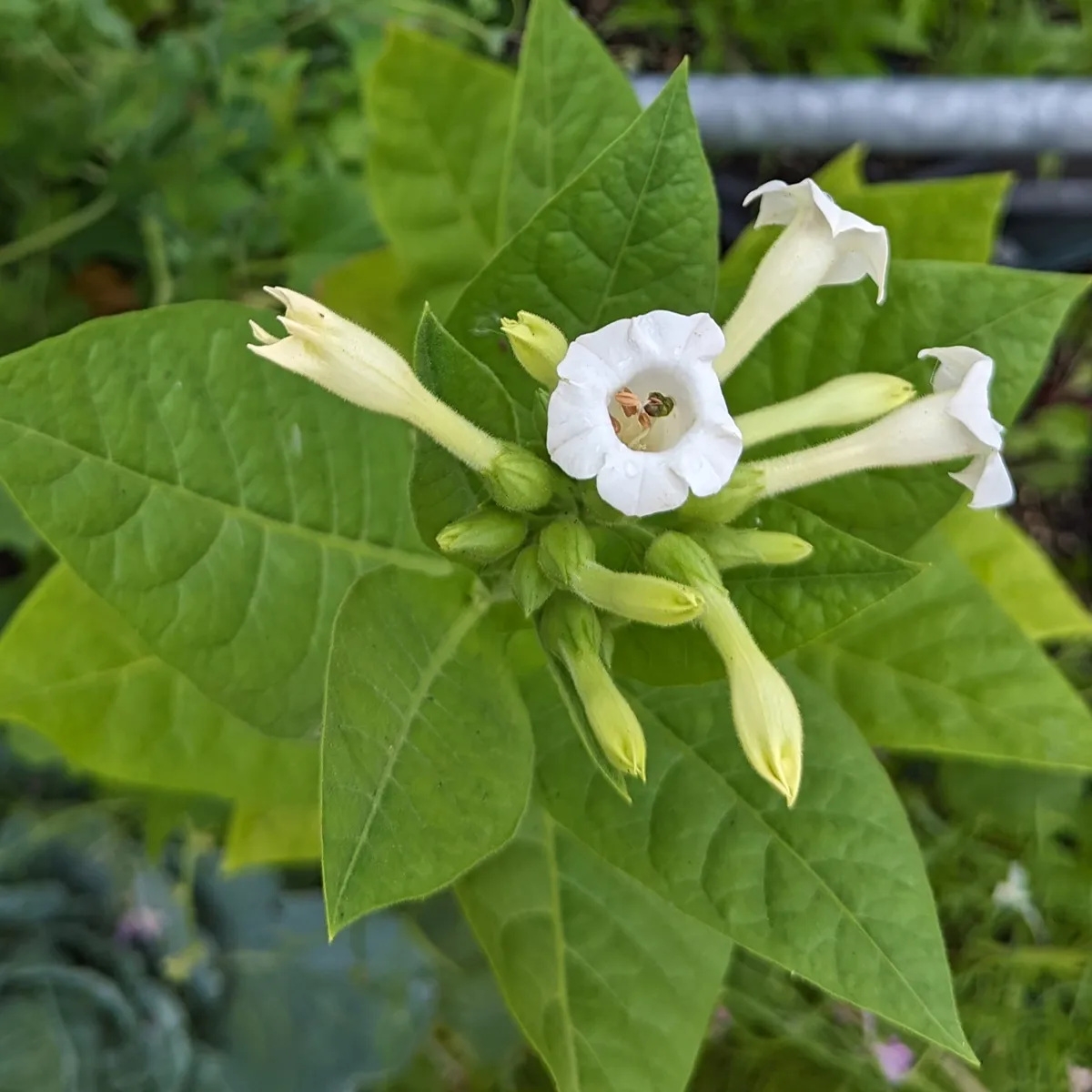 Tabak 'Baffra Basma' (Nicotiana tabacum) Samen