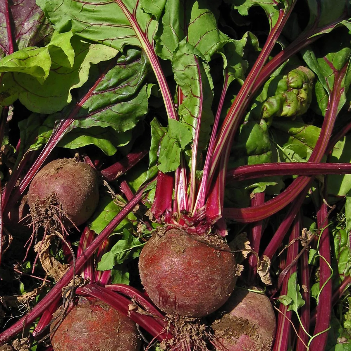 Rote Bete 'Robuschka' (Beta vulgaris) Bio Saatgut