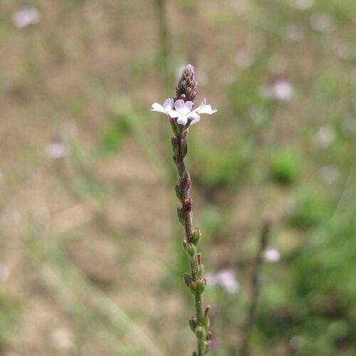 Verveine officinale (Verbena officinalis), fines fleurs lilas pâle sur un épi élancé
