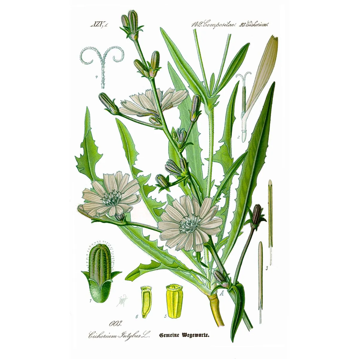 Chicoree 'Di Bruxelles' (Cichorium intybus) Samen