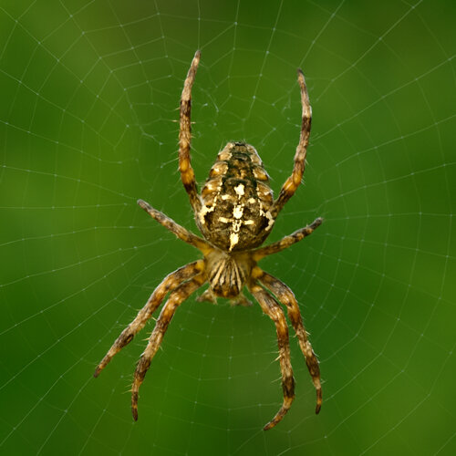 Épeire diadème (Araneus diadematus) avec sa croix blanche dans sa toile circulaire
