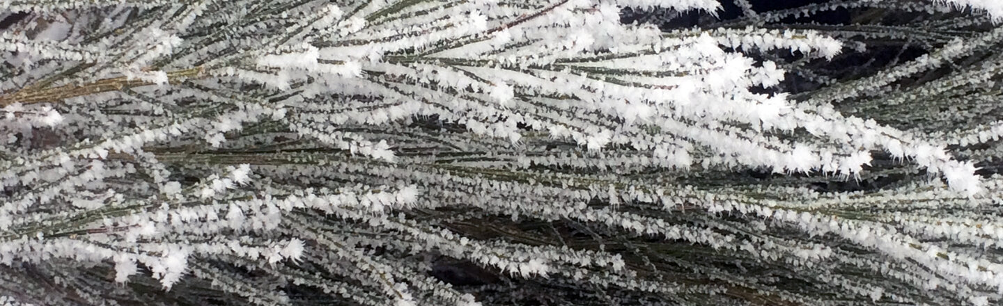 Rameaux d'aiguilles couverts de givre en hiver