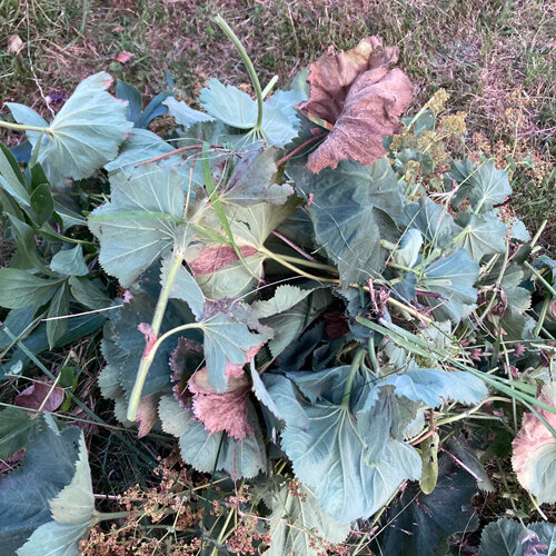 Feuilles et tiges d’alchémille coupées, laissées sur la pelouse